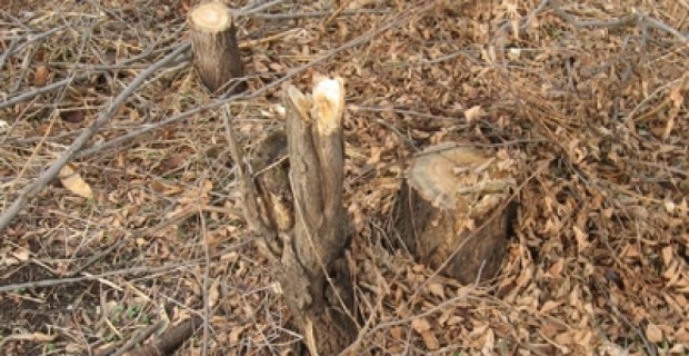 Illegal Tree Felling in Garni; 2.4 Million AMD in Damage