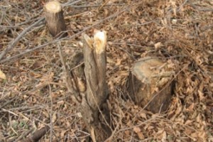 Illegal Tree Felling in Garni; 2.4 Million AMD in Damage