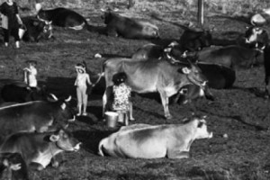A Story of Brucellosis; Just One Out of the Thousands in Armenia