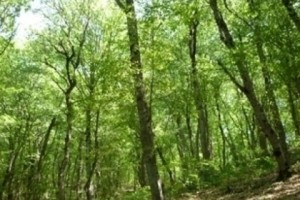 Վեց օրվա ընթացքում ԲՊՏ-ի կիրառած պատժամիջոցներից պետբյուջե է մուտքագրվել 414 հազար դրամ