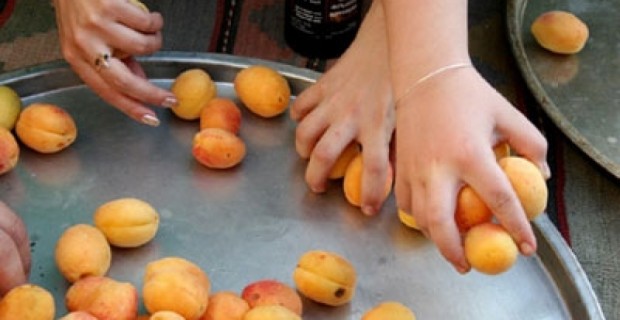 Golden apricot with photos