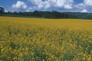 Շնորհվելու է ՀՀ լանդշաֆտի մրցանակ
