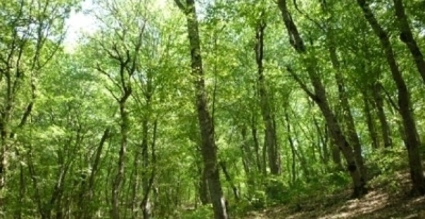 «Էյ Թի Փի»-ն ծրագրում է ստեղծել նոր անտառներ Սարատովկա և Սվերդլով համայնքներում