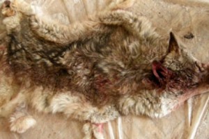 3 ամսում 170 գայլ. գայլերի դեմ պայքարի այլ ձև չկա՞
