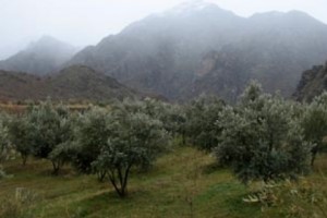 Karo's Olive Orchard: Hard Work Pays Off!