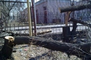 В Ачапняке срублено 11 вязов: владелец территории отрицает свою причастность к 
произошедшему