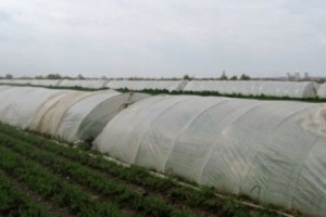 Երևանում կստեղծվեն արդիական ջերմոցներ