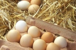 ՀՀԿ-ն հավկի՞թ է բաժանում