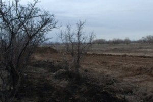Под предлогом строительства дороги уничтожаются сады Далмы