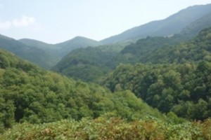 Մաշտոցի պուրակում բացվում են Թեղուտի օրեր` ապրիլի 25, 26, 27-ին