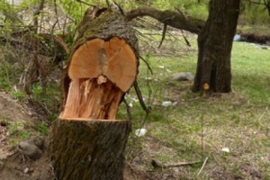 Ապօրինի ծառահատում Տավուշում