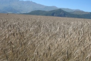 Hail Damages Crops in Syunik Marz