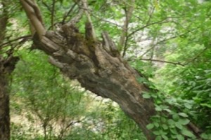 6 օրում ԲՊՏ-ի կիրառած պատժամիջոցներից պետբյուջե է մուտքագրվել մոտ 1.5 մլն դրամ