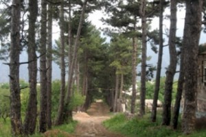 Water Pipe Threatens 150 Odzoun Pine Trees