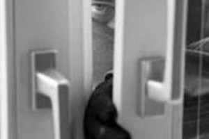 Police Arrest Two Teens in Attempted Yerevan Store Robbery