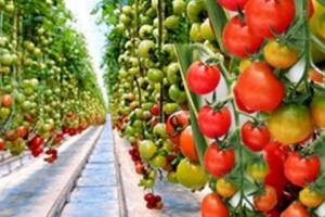 Климат Армении и голландские технологии гарантируют успешный бизнес