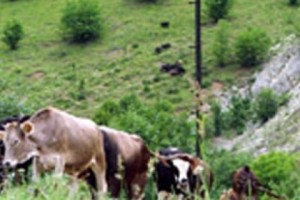 Cows Are Victims of Politics