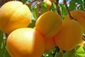 Այս տարի Հայաստանից արտահանվել է 8430 տոննա ծիրան