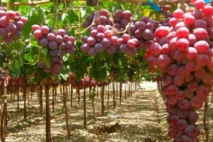 5000 ha Sultana Vineyards Will be Established in Armenia within 5-7 Years