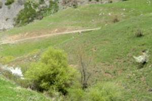 Արջը կենդանիներ է հոշոտել