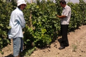 Արշալույսի բնակիչները պատմում են խաղող աճեցնելու գաղտնիքներն ու նրբությունները