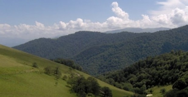 Ապօրինի հատել է 23 հաճարենի և 1 թխկի