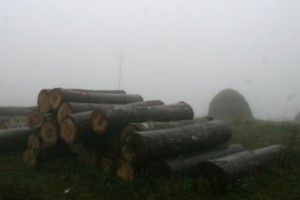 Logging: The Thin Line Between Business and Organized Crime
