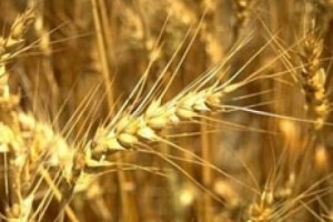 20 տոննա սուպերէլիտային վերարտադրության սերմացու` Ստավրոպոլի երկրամասից