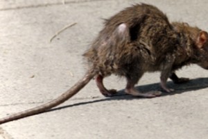 Yerevan Municipality Launches Rat Control Campaign