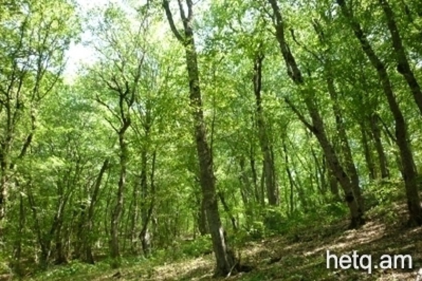 «Հայացք». «Հայանտառում» հափշտակությունն անարդյունավետ ծա՞խս է