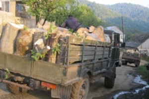 Леса продолжают нещадно вырубаться