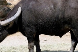 Правительство РА рассмотрело вопрос импортируемого из Индии буйволиного мяса