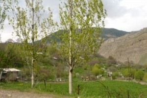 Harvest/Traditional Food Festival in Hermon Village