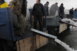 Սևանա լիճ է բաց թողնվել 366 հազար մանրաձուկ