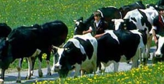 European Cows Can’t Stand Poor Living Conditions in Azerbaijan