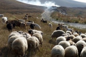 «Չորրորդ ինքնիշխանություն». գոնե ֆիլմի փողը հանեին
