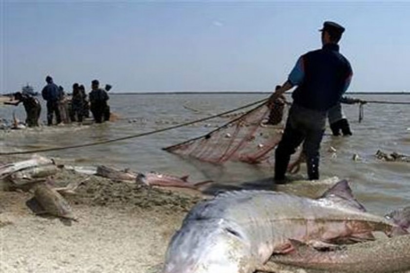 Interpol To Tackle Illegal Fishing Networks