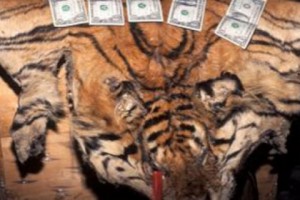 Европол: малые риски и высокая доходность способствуют росту числа экологических 
преступлений