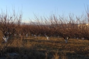 Կանխարգելիչ միջոցառումներ` ցրտահարությունների դեմ