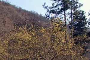 Economic Gain Wins in Teghut