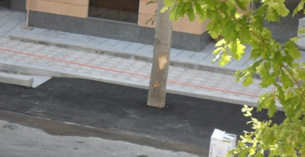 Ծառը «խեղդամահ» է լինում