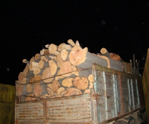 The Victims of Deforestation
