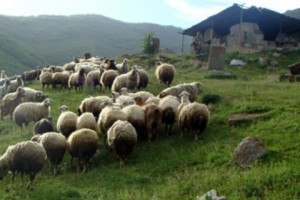 Կենդանիներն արածում են միջնադարյան Նեղուցի վանքի տարածքում (լուսանկար)