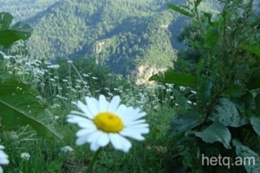 8 օրում բնությանը հասցվել է ավելի քան 0,5 մլն դրամի վնաս