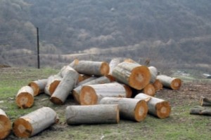 «Արծվանիկի անտառպետությունում» ապօրինի հատել են 22 ծառ. ոստիկանությունը հետաքննություն է սկսել