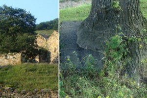 Սրբանես. միջնադարյան վանք, որի ծառն աճում է տապանաքարերի վրա (լուսանկար)