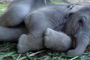 Особенности национальной науки, или ответ академику Жоресу Алферову