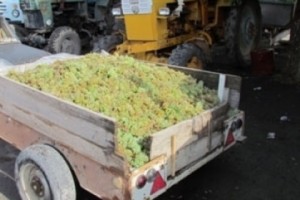 Այս տարի կմթերվի 172 հազար տոննա խաղող
