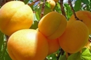 Ծիրանի մթերման ծավալը 47 տոկոսով գերազանցել է նախորդ տարվա ցուցանիշը