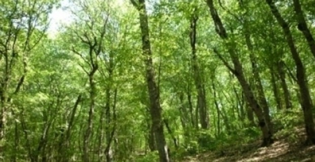 Քարոզարշավ` Հայաստանում հիշատակի անտառ ստեղծելու կապակցությամբ
